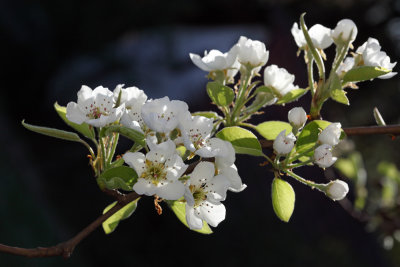 Pear blossom (IMG_9770ok.jpg)