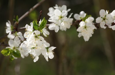 Crataegus laevigata blossom - glog (IMG_9635ok.jpg)