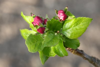 Apple blossom (IMG_9545ok.jpg)