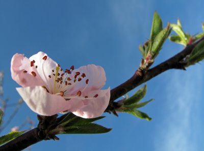 Peach blossom (IMG_5726ok.jpg)