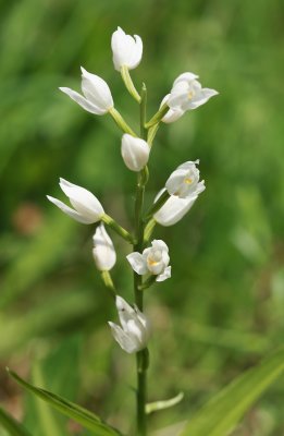 Cephalanthera longifolia dolgolistna naglavka  (IMG_6985ok.jpg)