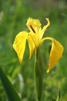Iris pseudacorus - vodna perunika (IMG_7238ok.jpg)