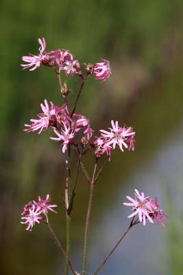 Lychnis flos-cuculi kukavija luca (IMG_7316ok.jpg)