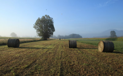 Field on Ljubljansko barje (IMG_7105ok.jpg)