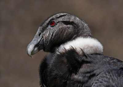 Condor (IMG_2233ok.jpg)