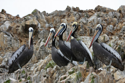 islas_ballestas