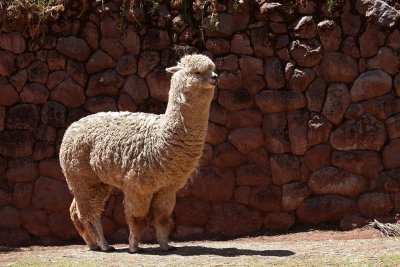 Alpaca (IMG_2253ok.jpg)