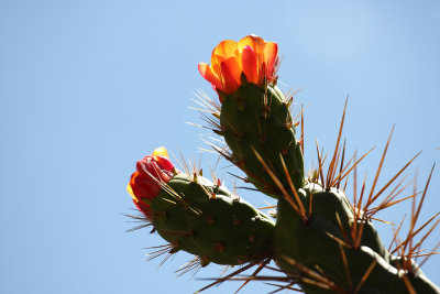 Cactus flowers - Peru (IMG_2336ok.jpg)