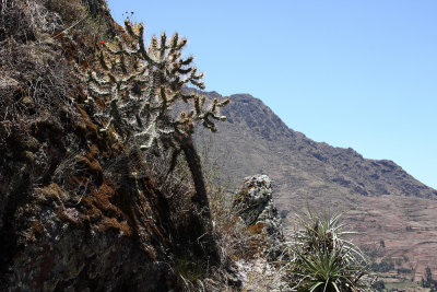 Detail from Valle Sagrado - Peru (IMG_2424ok.jpg)