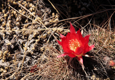 Cactus flower - Peru (IMG_2463ok.jpg)