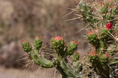 Cactus flowers - Peru (IMG_4198ok.jpg)
