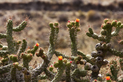 Cactus flowers - Peru (IMG_4209ok.jpg)
