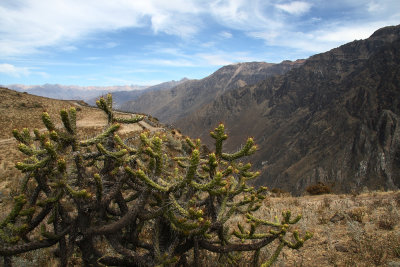 Cactus flowers, Canjon de Colcas - Arechipa - Peru (IMG_4390ok.jpg)