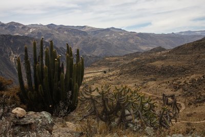 Canjon de Colcas - Arechipa - Peru (IMG_4402ok.jpg)
