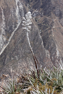 Canjon de Colcas - Arechipa - Peru (IMG_4377ok.jpg)