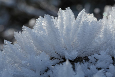 Flower of frost (IMG_9154m.jpg)