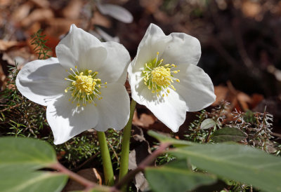 Helleborus niger - rni teloh (IMG_3579m.jpg)