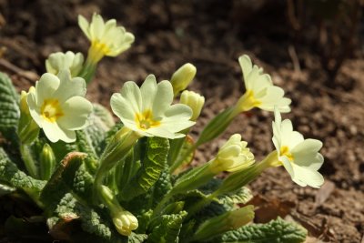 Primula vulgaris - trobentica (IMG_4789m.jpg)