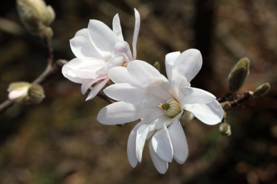 Magnolia (IMG_5714m.jpg)