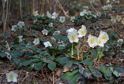 Helleborus niger - rni teloh (IMG_5862m.jpg)