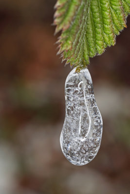 ice water drop (IMG_7681m.jpg)