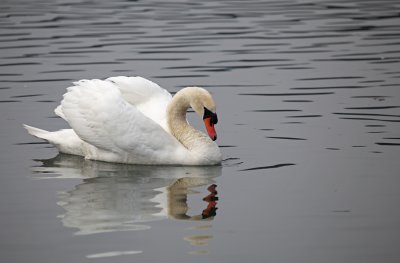swan - labod grbec (IMG_8159 m.jpg)