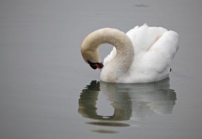 swan - labod grbec (IMG_8195m.jpg)