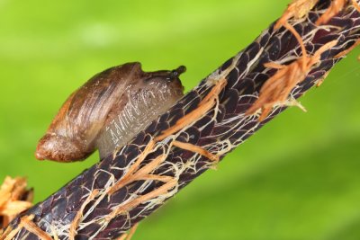 Lymnaea - swamp snail- moèvirski pol¾ (IMG_8713m.jpg)