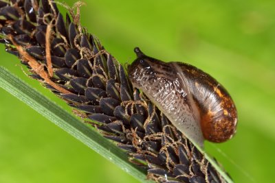 Lymnaea - swamp snail - moèvirski pol¾ (IMG_8735m.jpg)