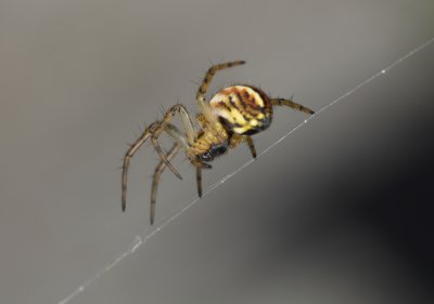 spider (IMG_9681m.jpg)