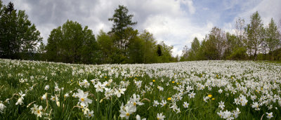 plavski rovt   Panorama 6ok.jpg