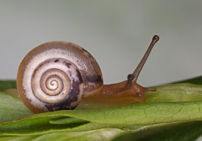 snail - polž (IMG_5850m.jpg)