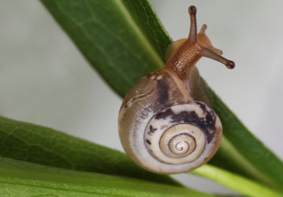 snail - polž (IMG_5838m.jpg)