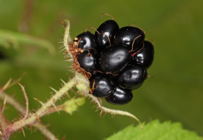 Black berry (IMG_9540m.jpg)