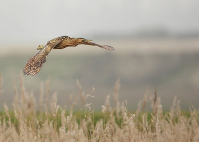 Roerdomp ( Botaurus stellaris )