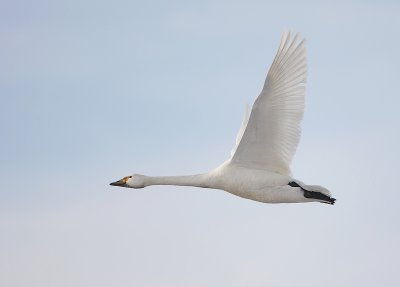 Kleine zwaan  (Cygnus bewickii)