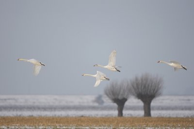 Knobbelzwaan (Cygnus olor)