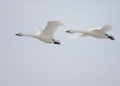 Kleine zwaan  (Cygnus bewickii)