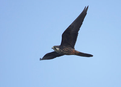 Eleonora valk (Falco eleonorae)