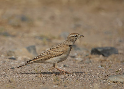 Kortteenleeuwerik (Calandrella brachydactyla)