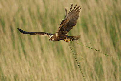 Bruine Kiekendief (Circus aeruginosus)