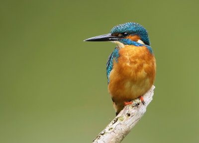 kingfishers