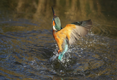 IJsvogel