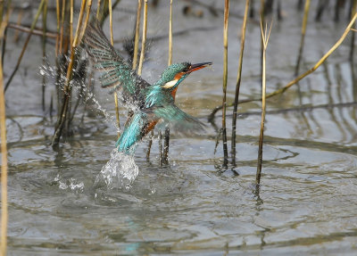 IJsvogel