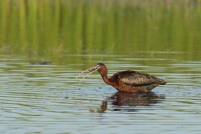 Zwarte ibis