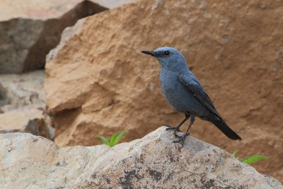 Blauwe rotslijster