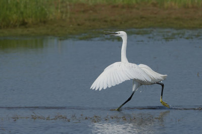 Kleine zilverreiger