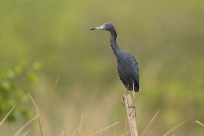 Kleine blauwe reiger