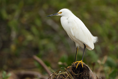 Amerikaanse kleine zilverreiger