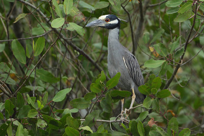 Geelkruin kwak